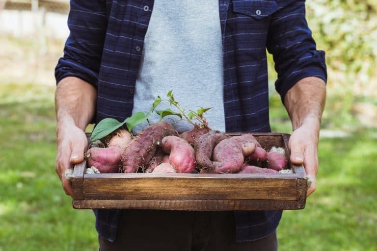 Sweet Potato Companion Plants – Good and Bad Companions