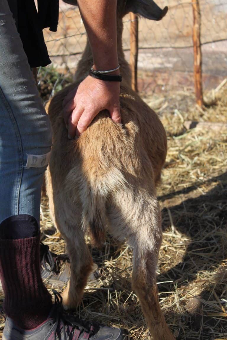 Ultrasounds and Udder Signs: How to Tell If a Goat Is Pregnant