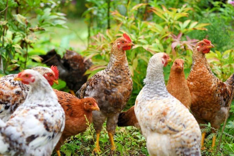 Raising Pheasants vs Chickens For Profit on Your Homestead