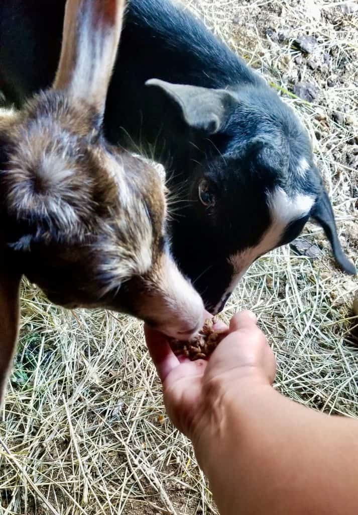 Building-trust-with-new-goat-friends