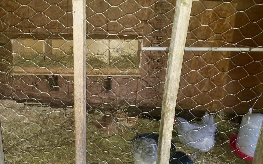 Chickens checking out their new boxes in the goat and chicken barn