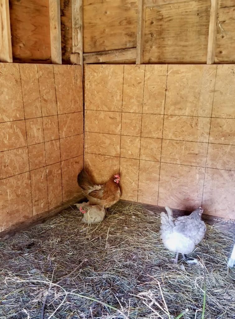 Chickens in our goat and chicken barn