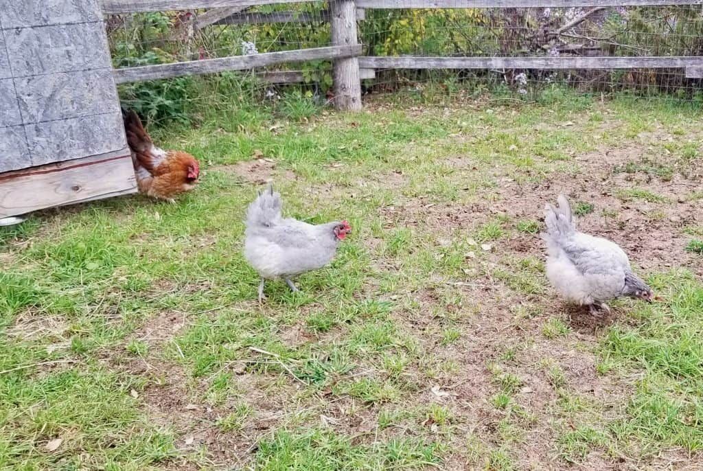 Our chickens in the yard for the first time