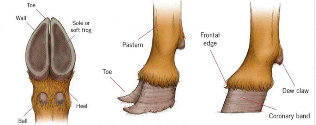 Diagram-of-Hoof-anatomy-tom-milner