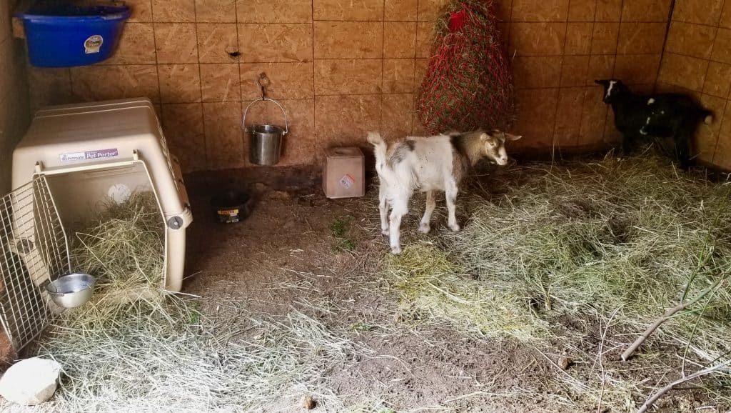 Goat-side-of-barn