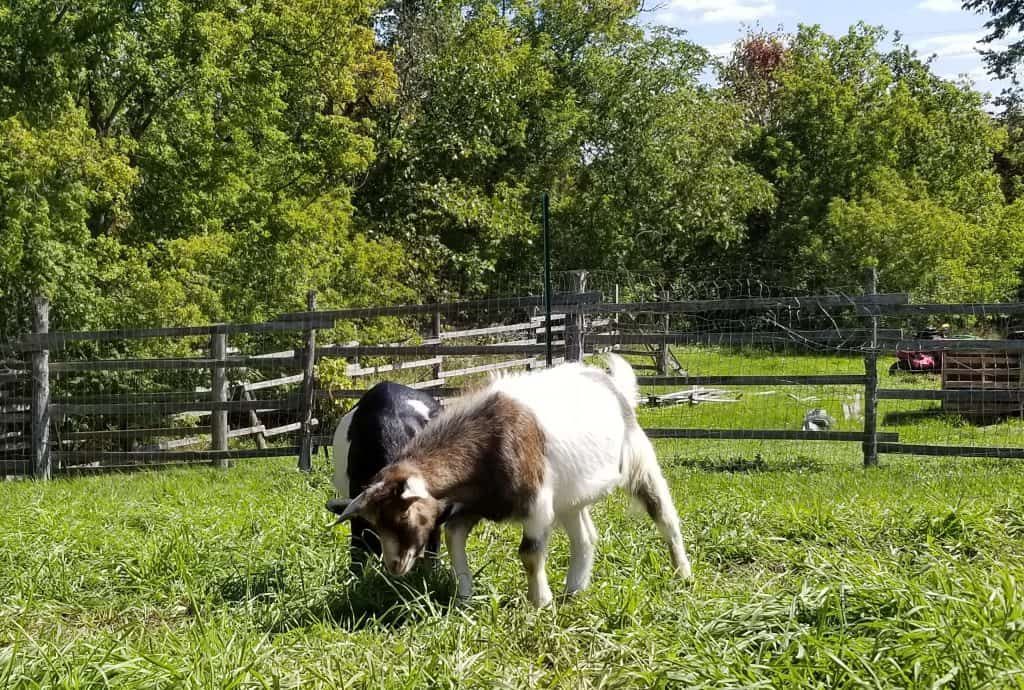 Goats-in-yard