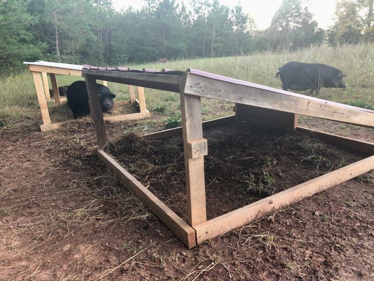 How to Build an Easy Pig Hut Shelter [With Step by Step Instructions]