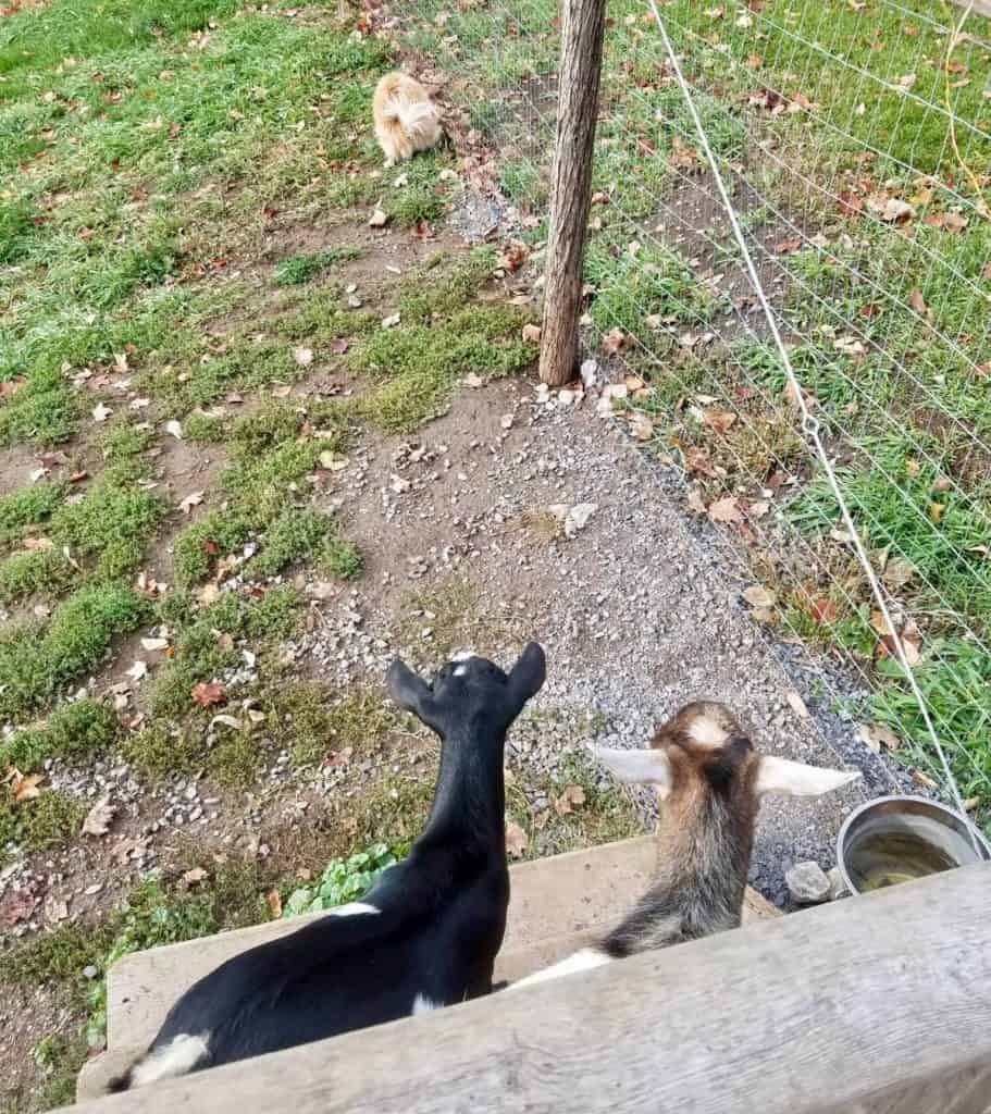 Our goats and chickens meet outdoors
