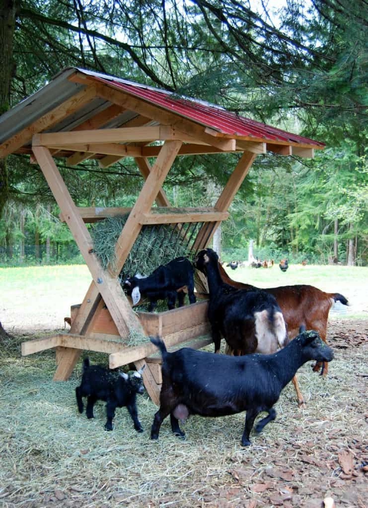 Mobile-Goat-Feeder-shelter