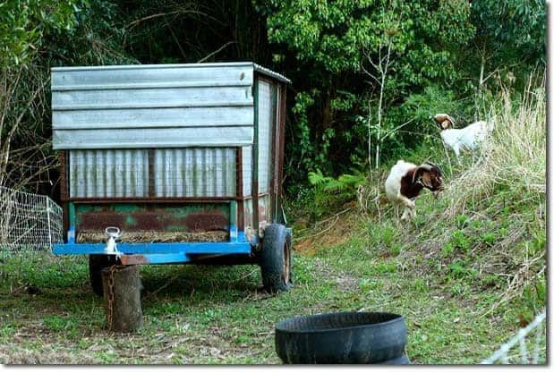 mobile-goat-house