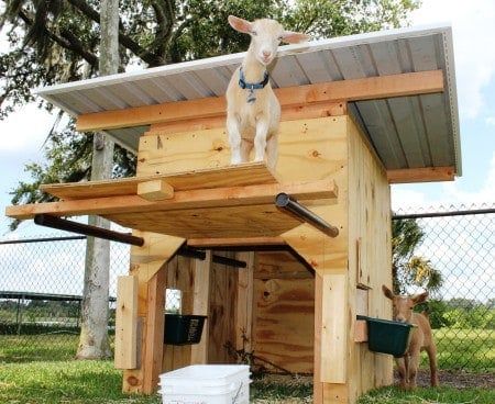 Pickme-Yard-Goat-Tractor-shelter