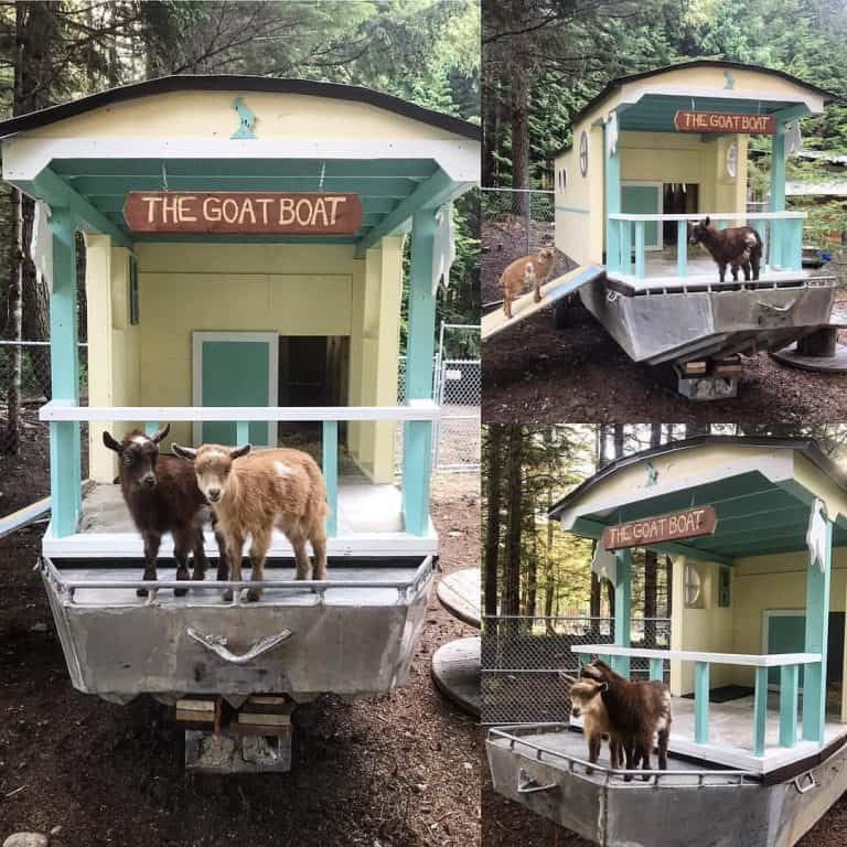 19 Portable Goat Shelter Ideas to DIY or Buy [for Small Farms With Big Ideas!]