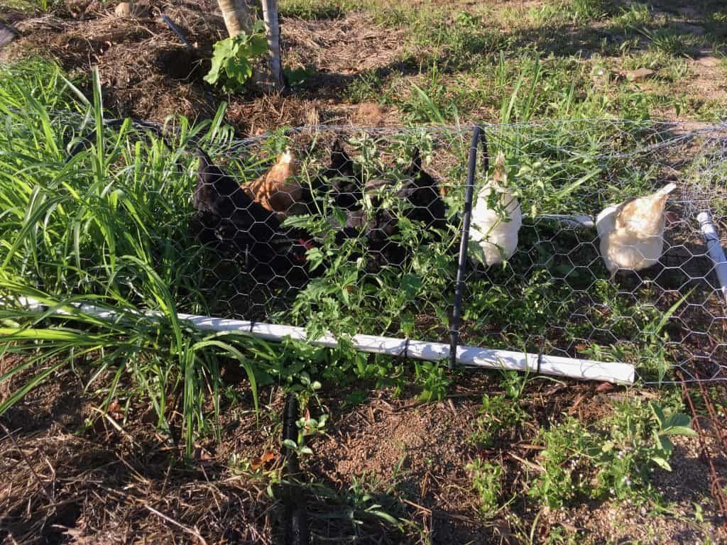 chickens-to-prepare-soil
