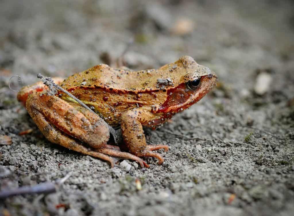 Common-brown-frog-Rana-temporaria