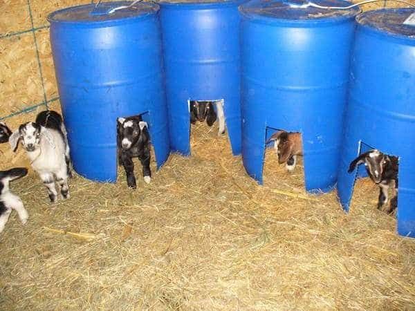 goat-shelter-drum-house