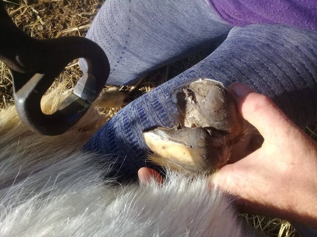 how-to-trim-goat-hooves-finished