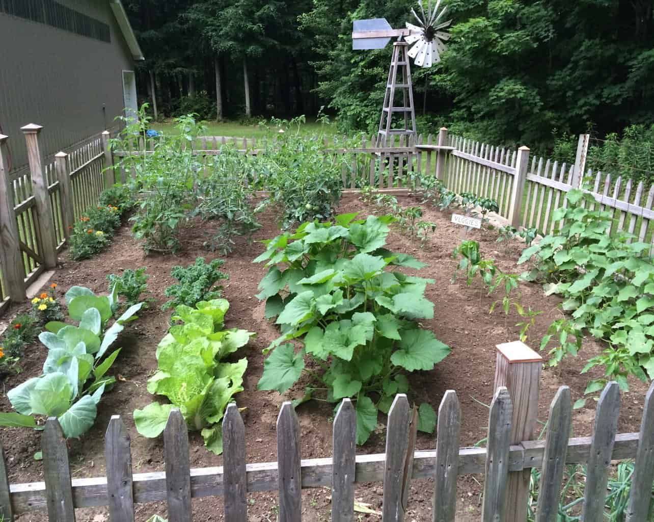 wide-space-vegetable-garden- in-backyard