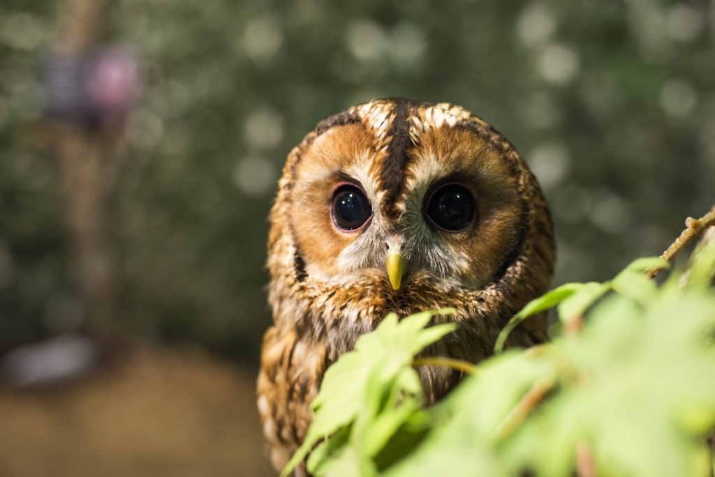 owl-food-forest-web
