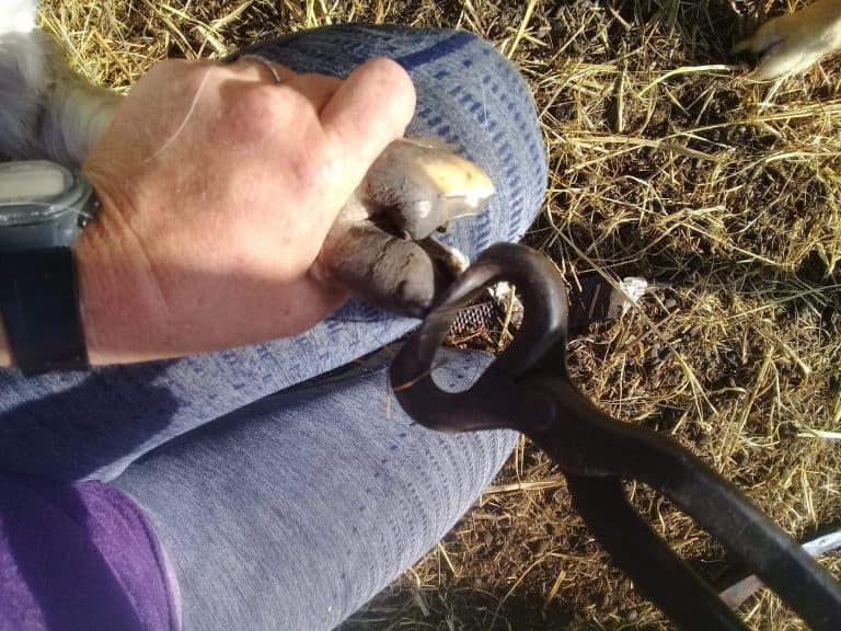 How to Trim Goat Hooves In 8 Simple Steps [Photo Tutorial]