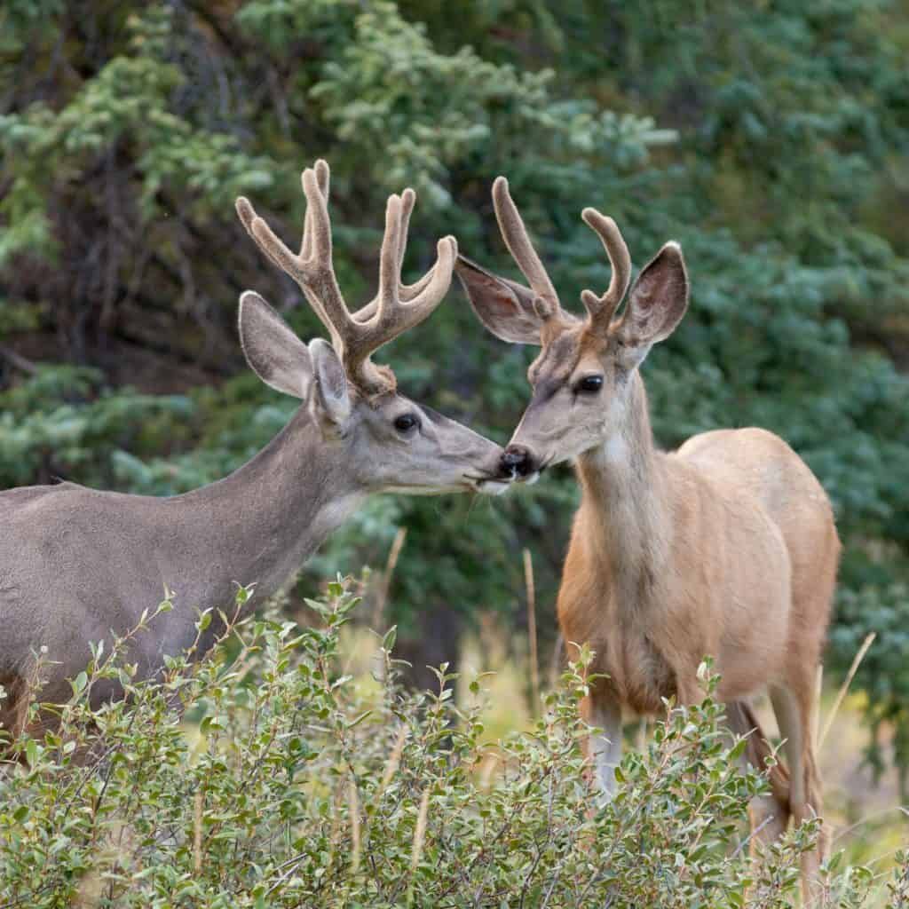 mule-deer-bucks