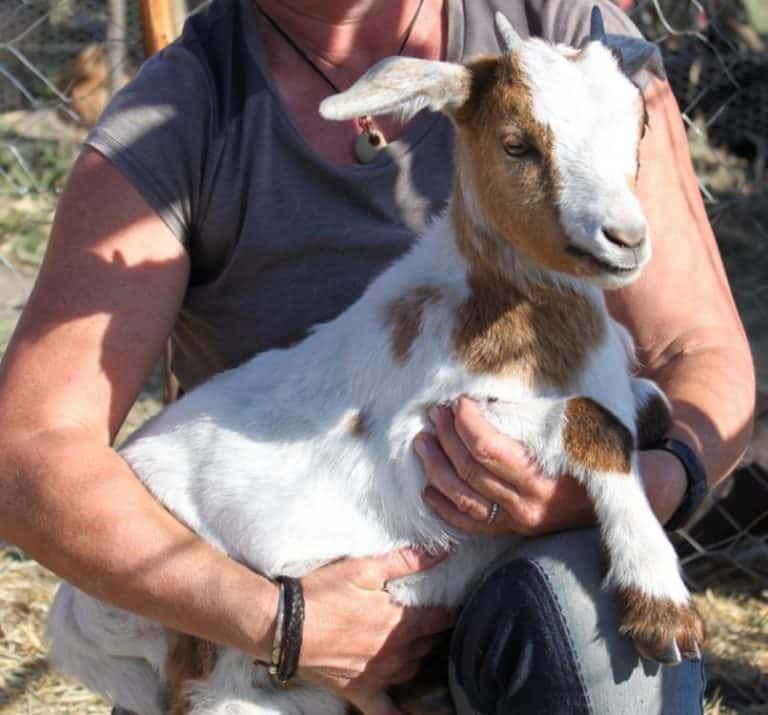 What is a Wether Goat and 10 Reasons Why You’ll Want One