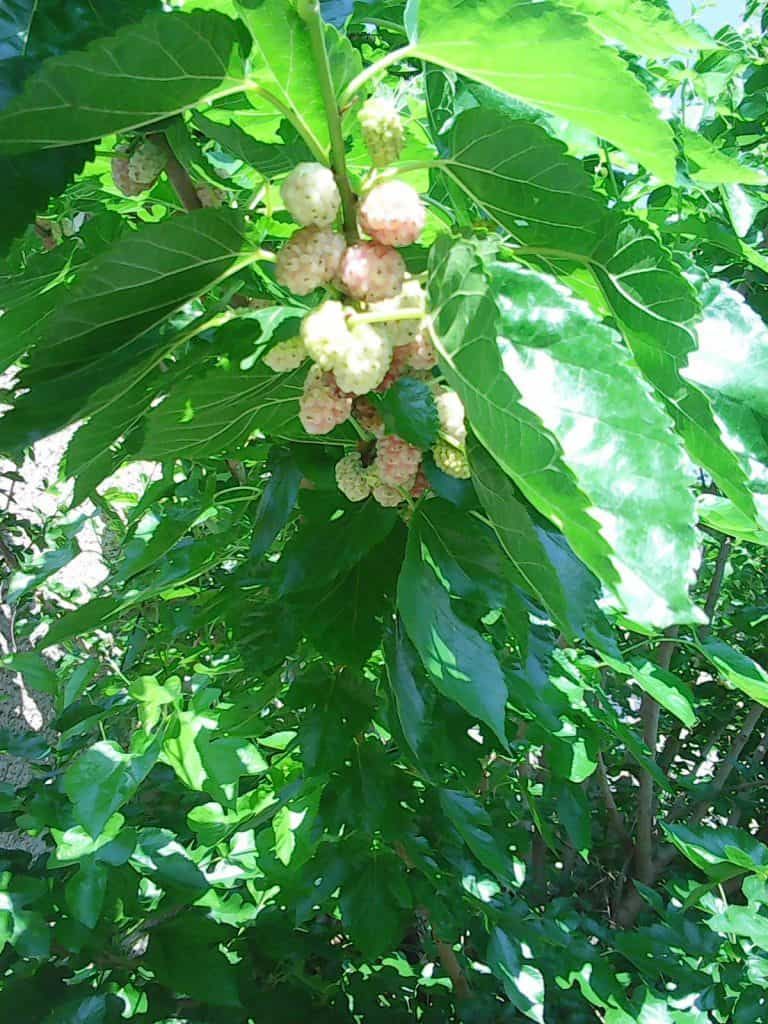 Bulgarian-Mulberry-edible leaves-tree-crop