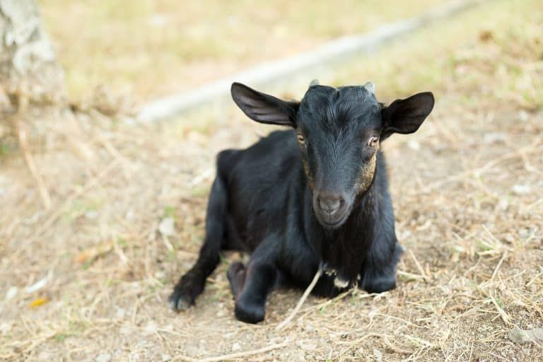 5 Signs of Hoof Rot in Goats and How to Treat It Yourself