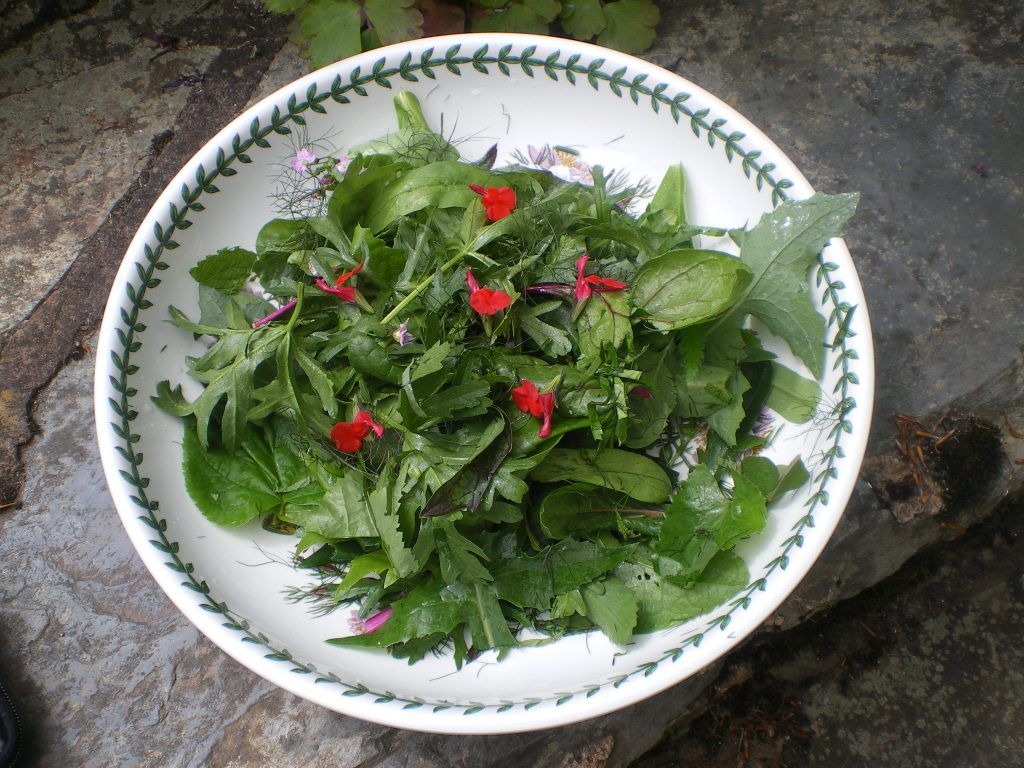 edible-tree-leaf-crops-salad