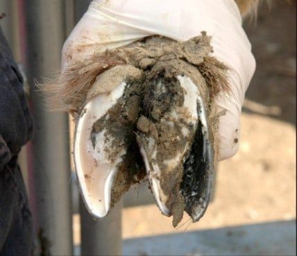 hoof-rot-in-goats-Separation-of-wall-and-sole