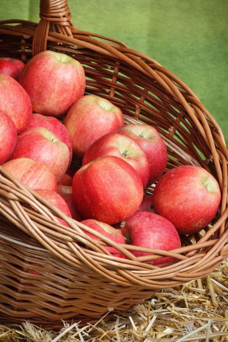 How Much Is a Peck of Apples – Weight, Size, Price, and Facts!