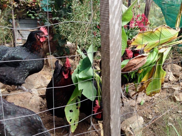 How to Keep Chickens Out of My Yard [9 Ways to Stop a Ruined Garden!]