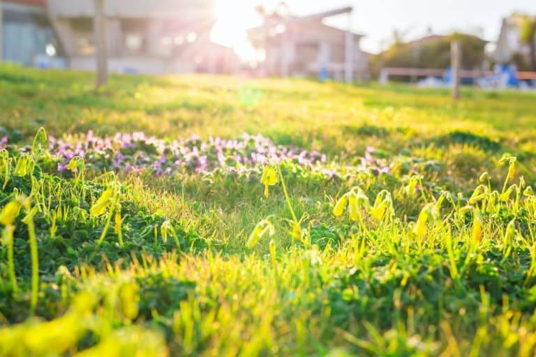 How to Get Rid of a Lawn Full of Weeds, Naturally [No Chemicals Required!]