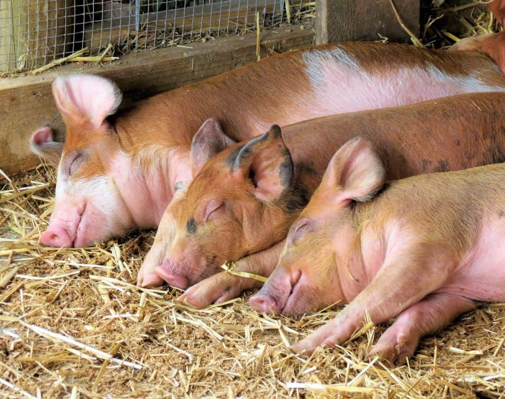 pigs-sleep-a-lot