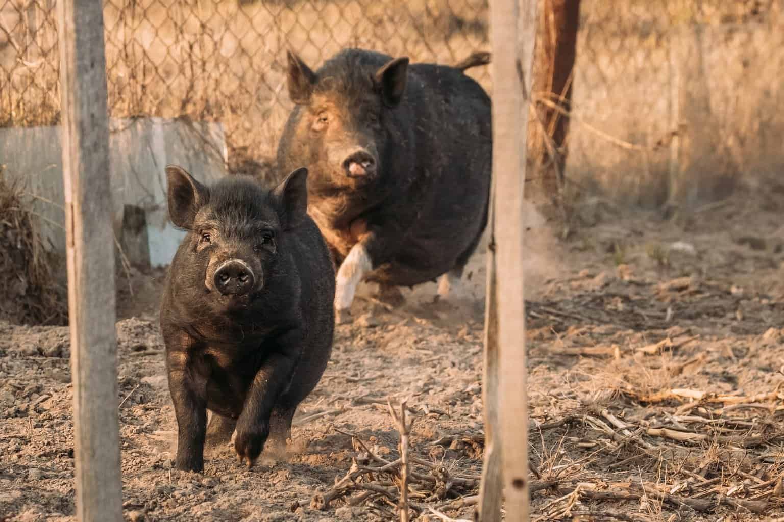 pigs-are-fast
