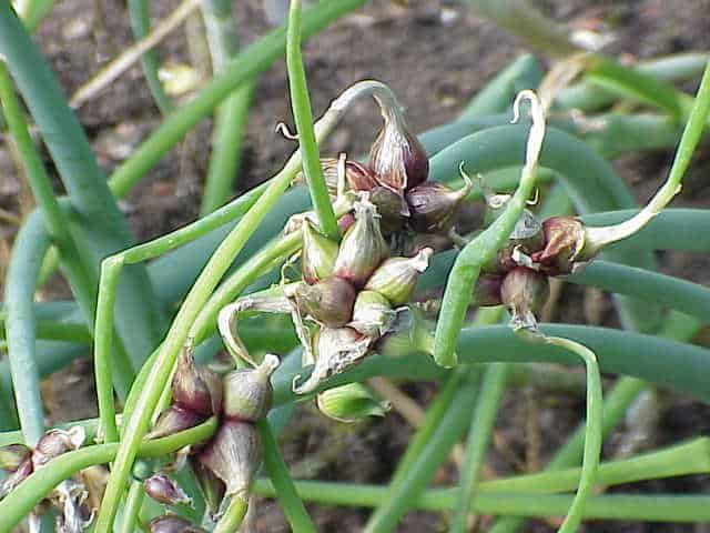 Allium_fistulosum_bulbifera-food-forest-root-layer