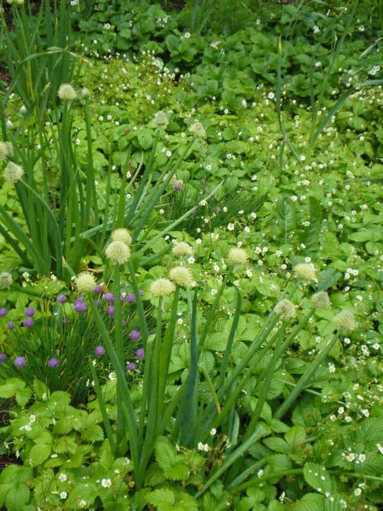 allium-plants-for-herbaceous-food-forest-layer