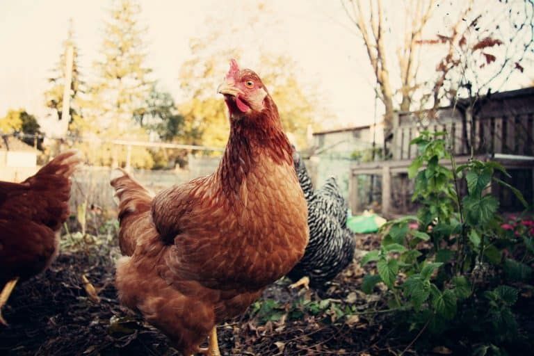 26 Amazing Facts About Backyard Chickens [Bet You Didn’t Know!]