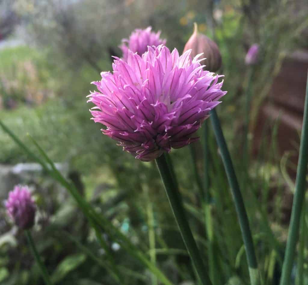 chives-partial-sun-herb