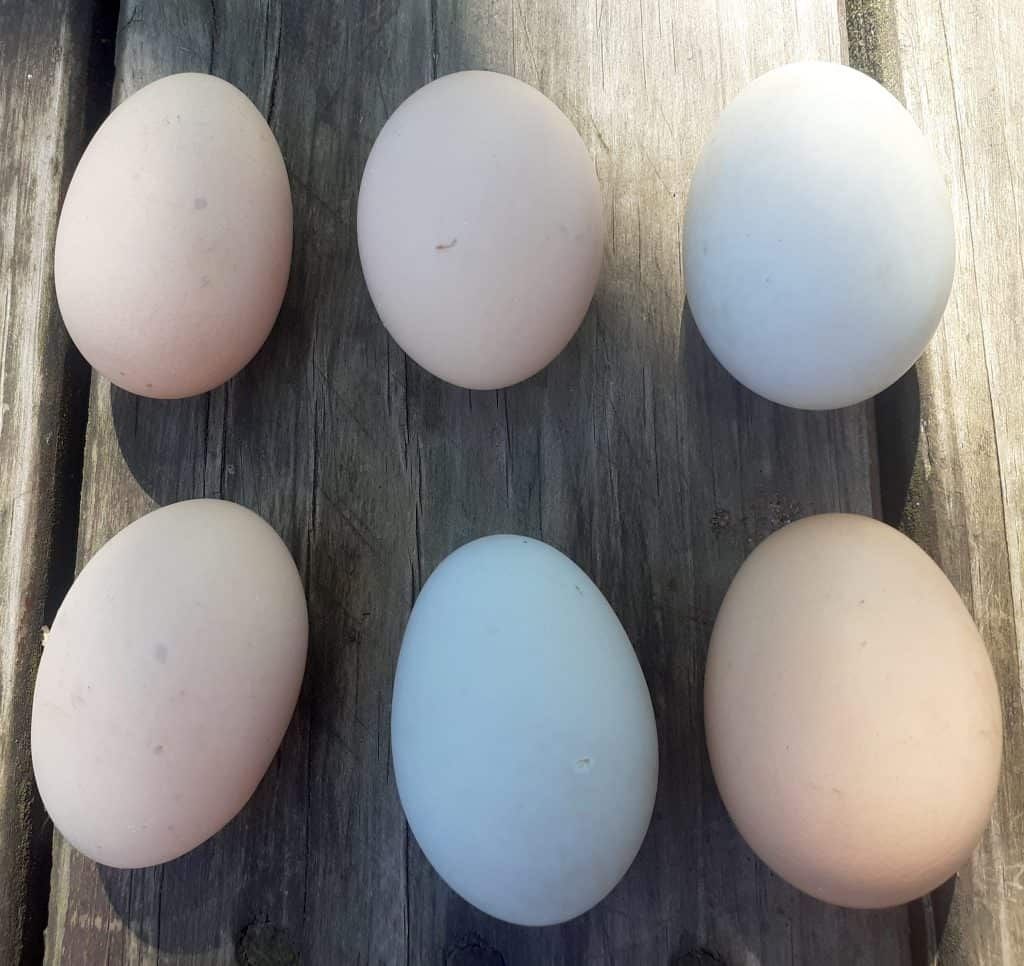different-colored-chicken-eggs