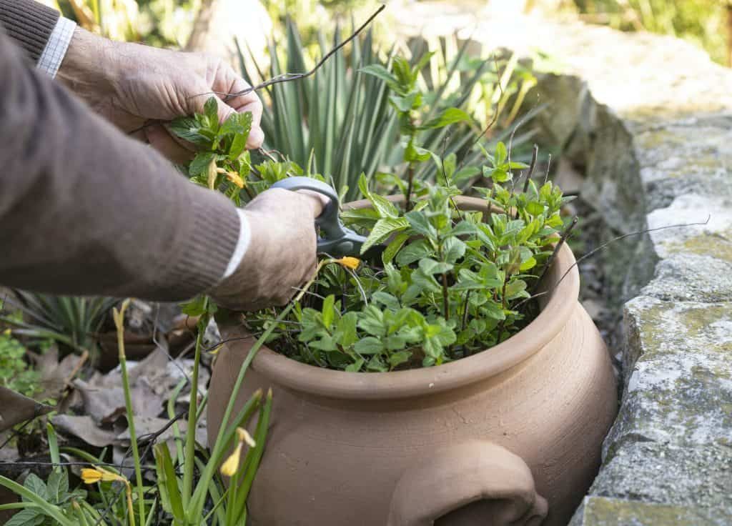how-to-prune-mint