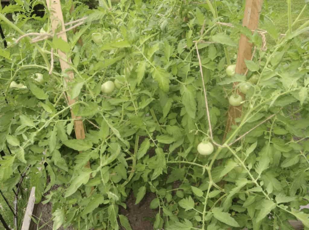 how-long-do-tomatoes-take-to-grow-from-seed