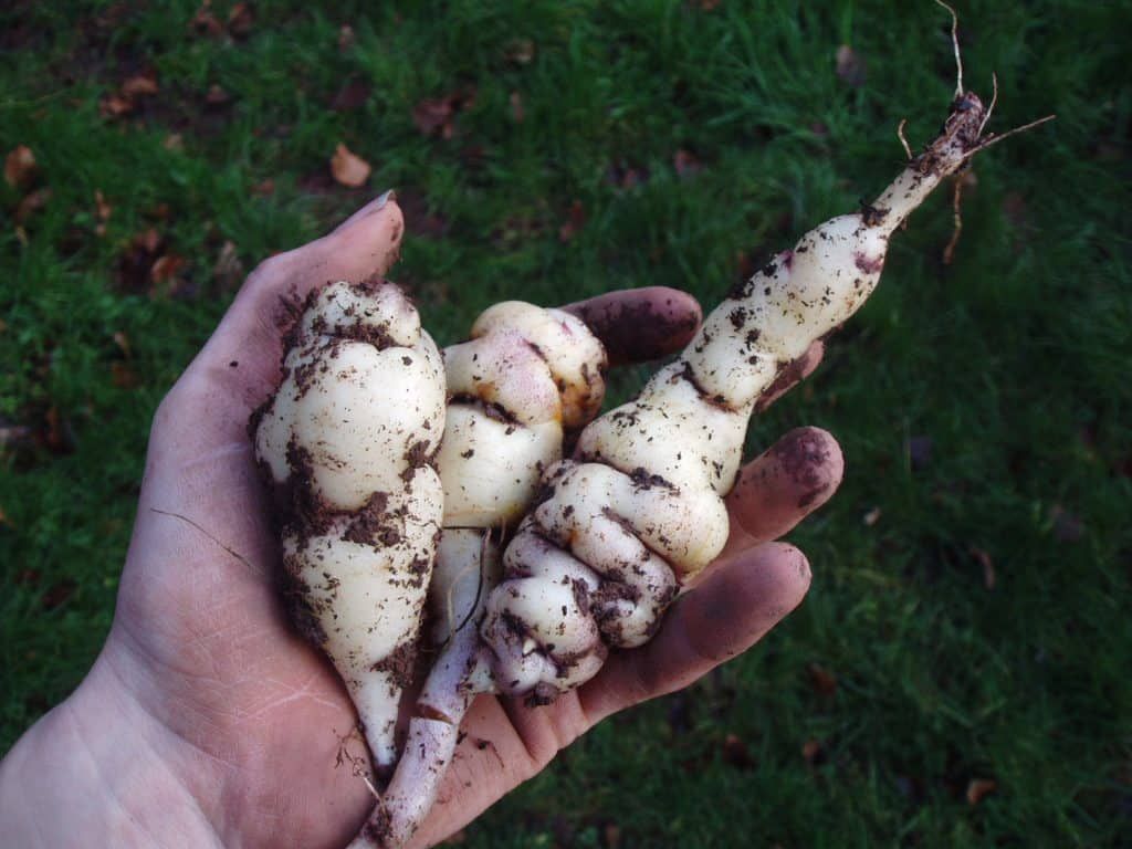 mashua-root-tubers-food-forest-garden