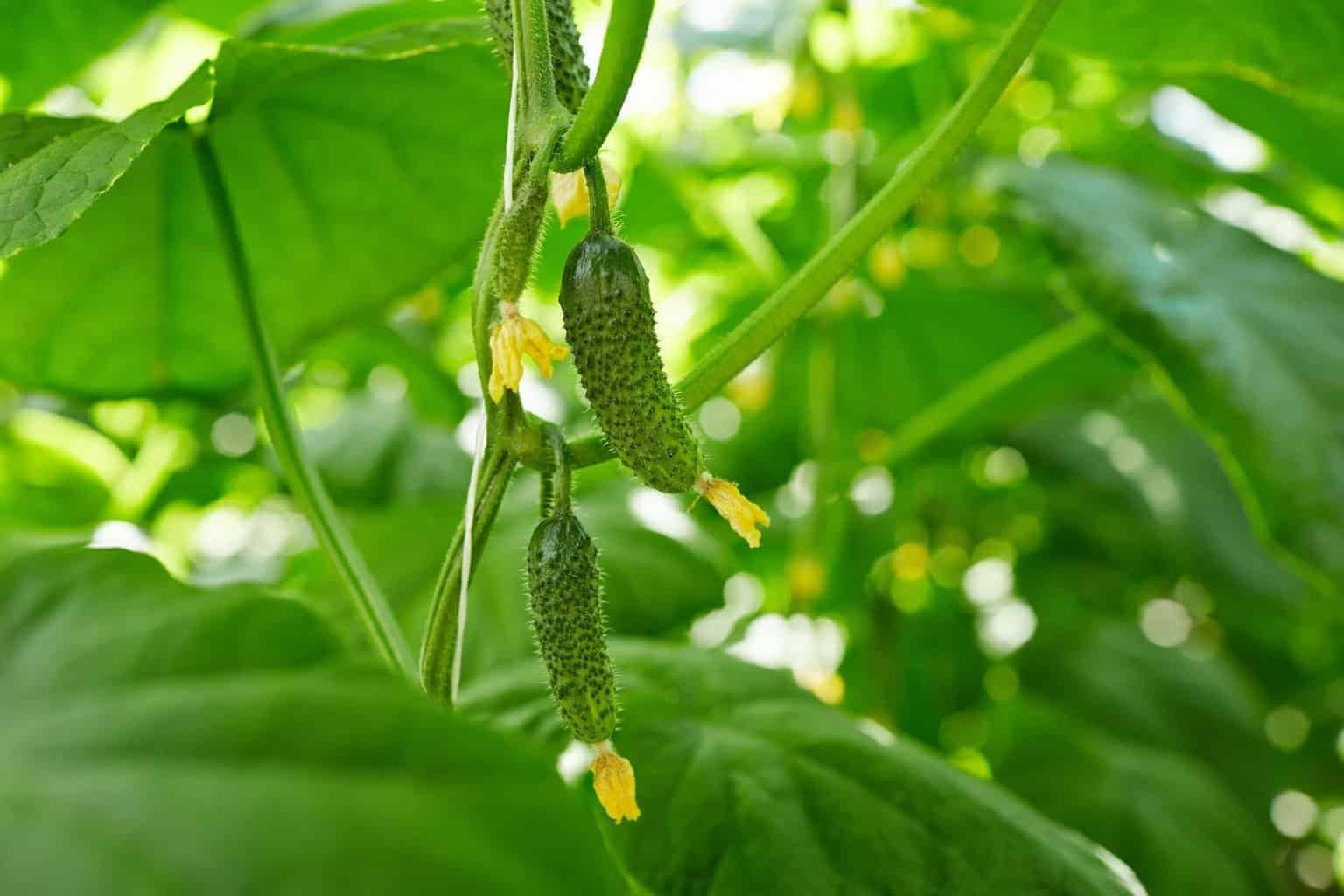 cucumber-leaves-turning-yellow
