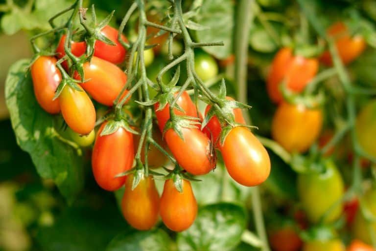 How Long Does It Take for Tomatoes to Grow? Tomato Growing and Harvesting Guide