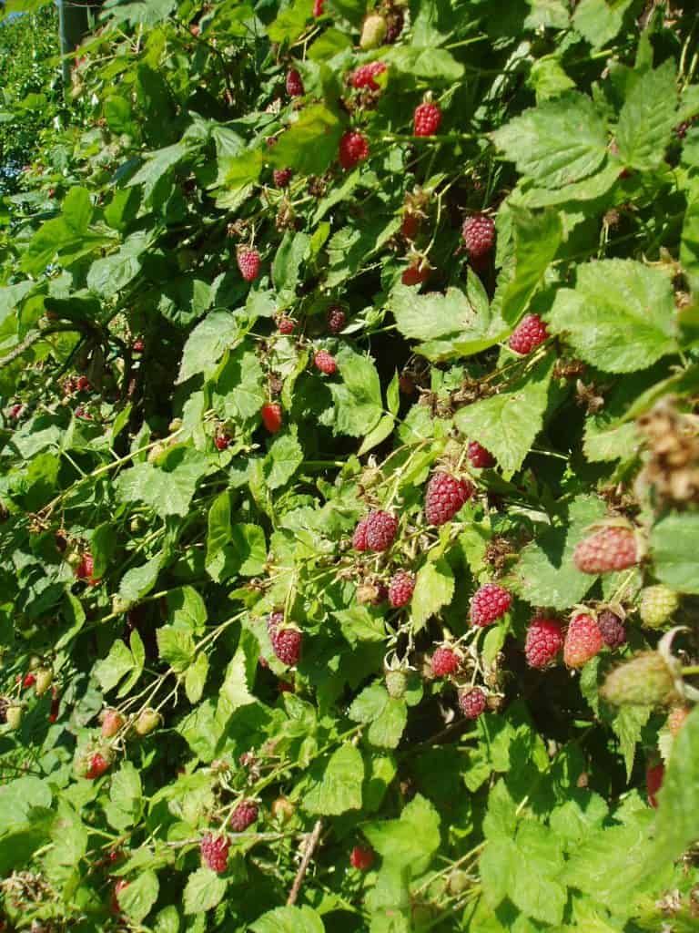 Permaculture-food-forest-loganberry-wall