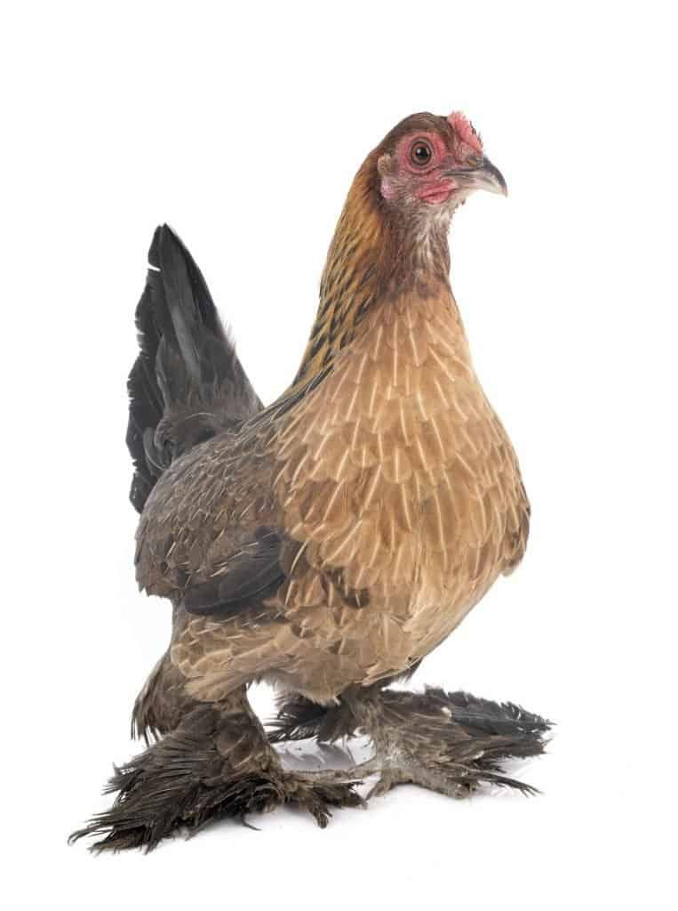 booted-bantam-with-feathered-feet