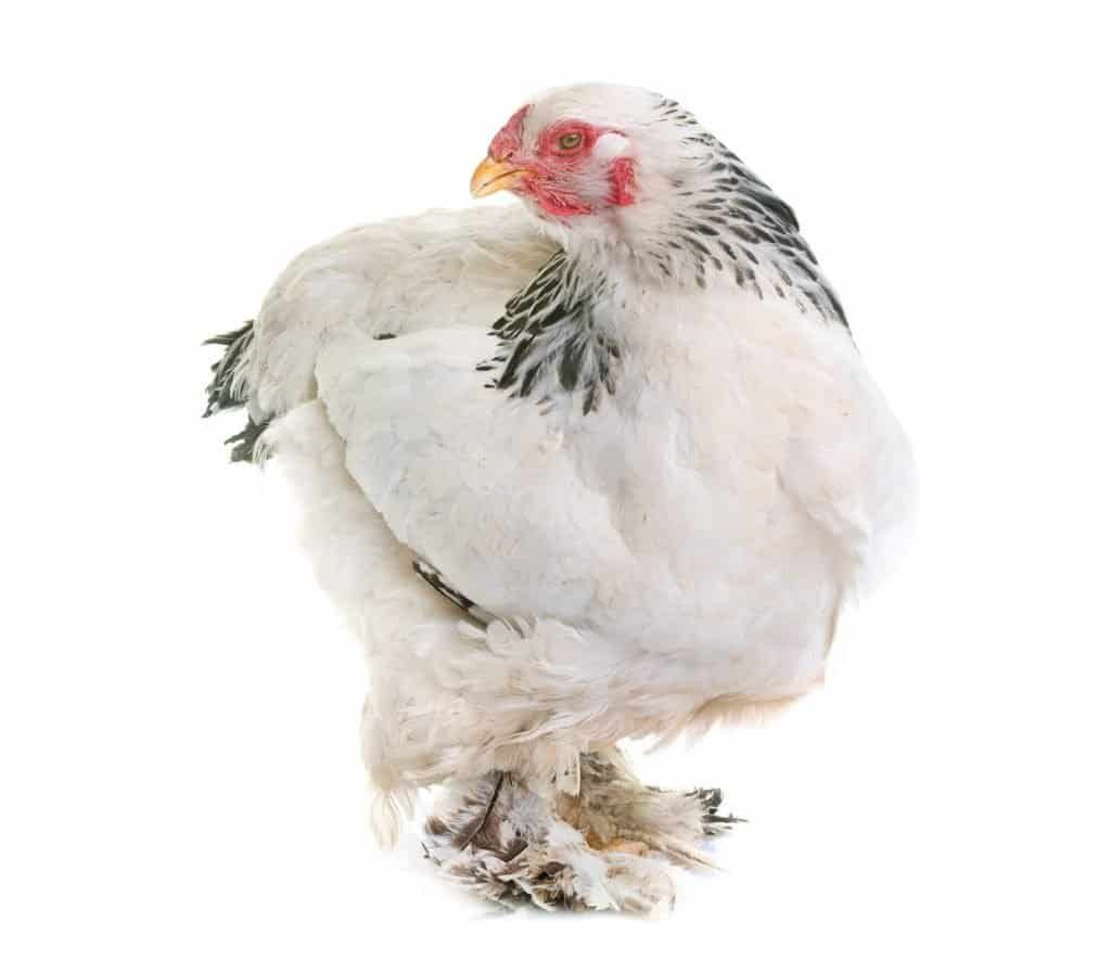 brahma-chicken-with-feathered-feet