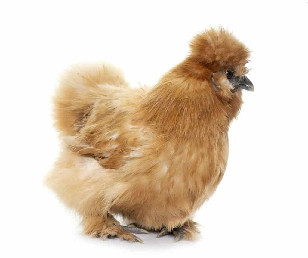 silkie-chicken-breed-with-feathers