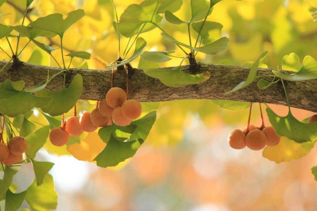 ginkgo-biloba-tree-fruit