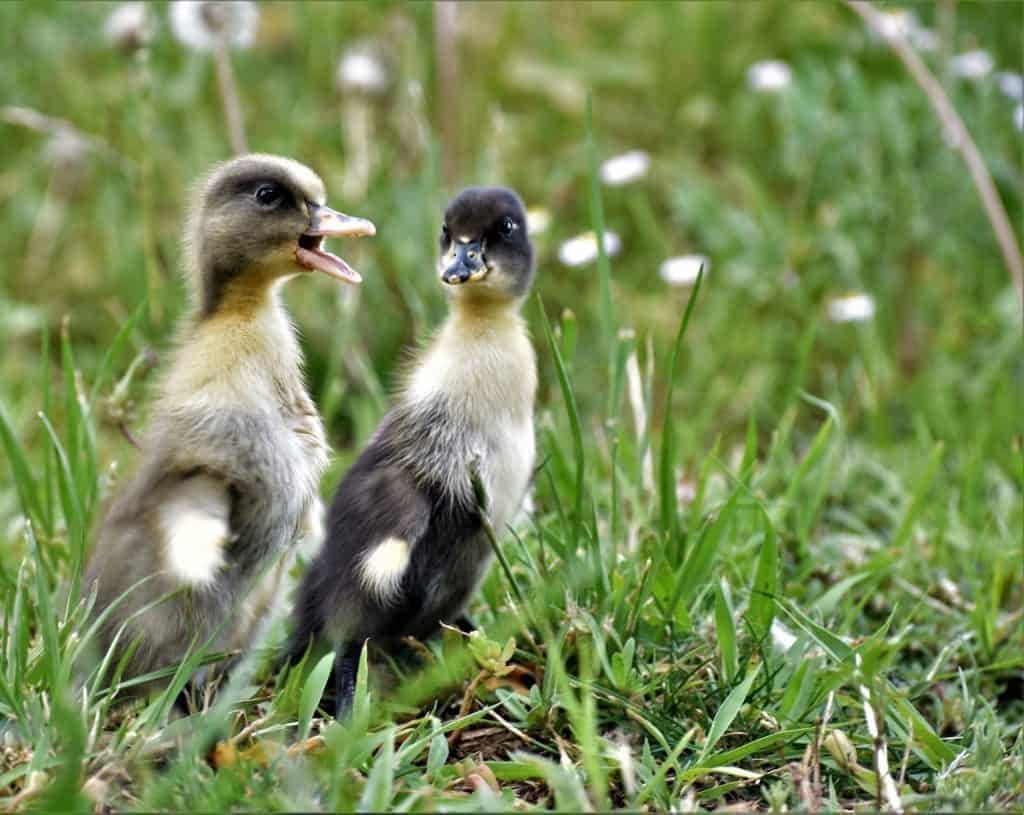 what-to-feed-ducklings